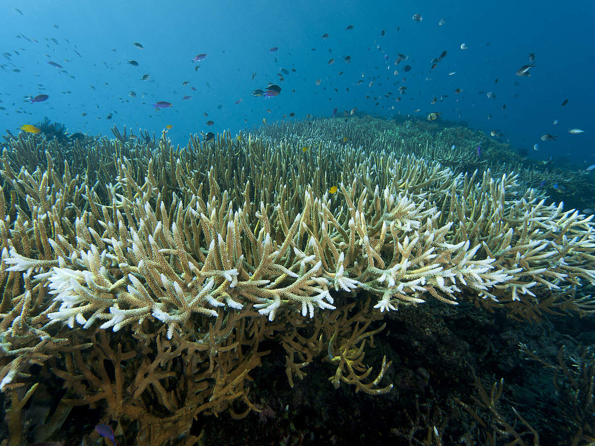 Korallen im Anfangsstadium des Ausbleichens in einem Riff mit Fischen im Hintergrund, West New Britain, Papua New Guinea.