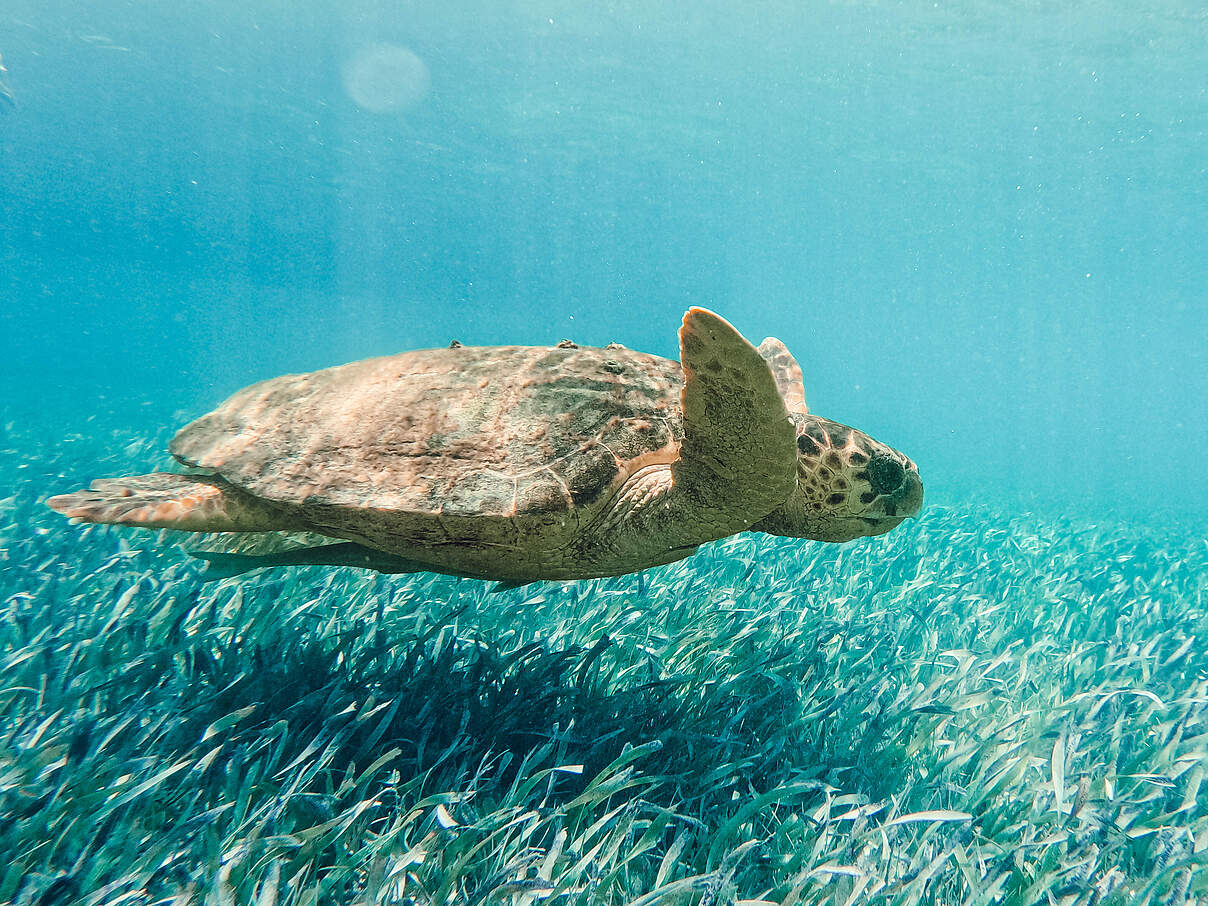Meeresschildkröte im Seegras vor Belize 