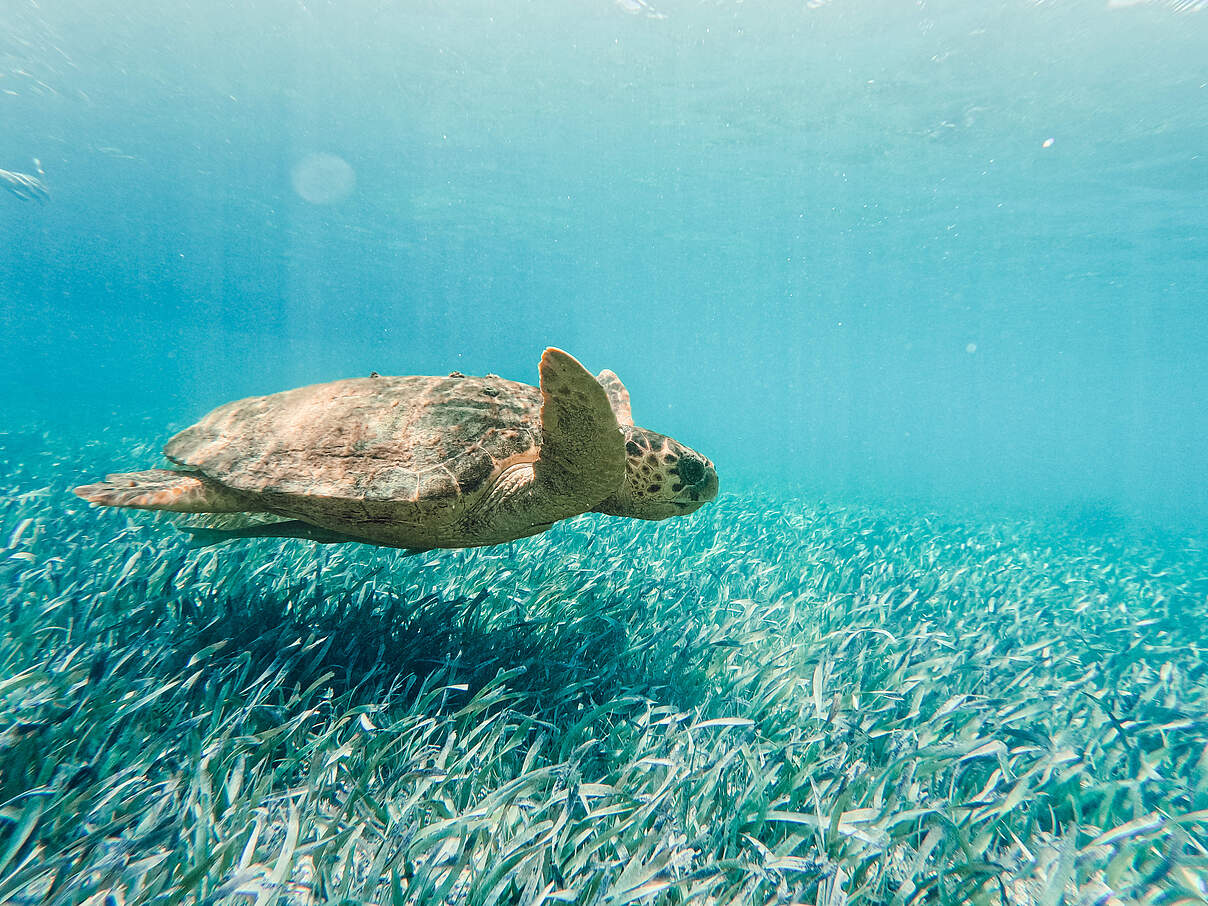 Meeresschildkröte im Seegras vor Belize 