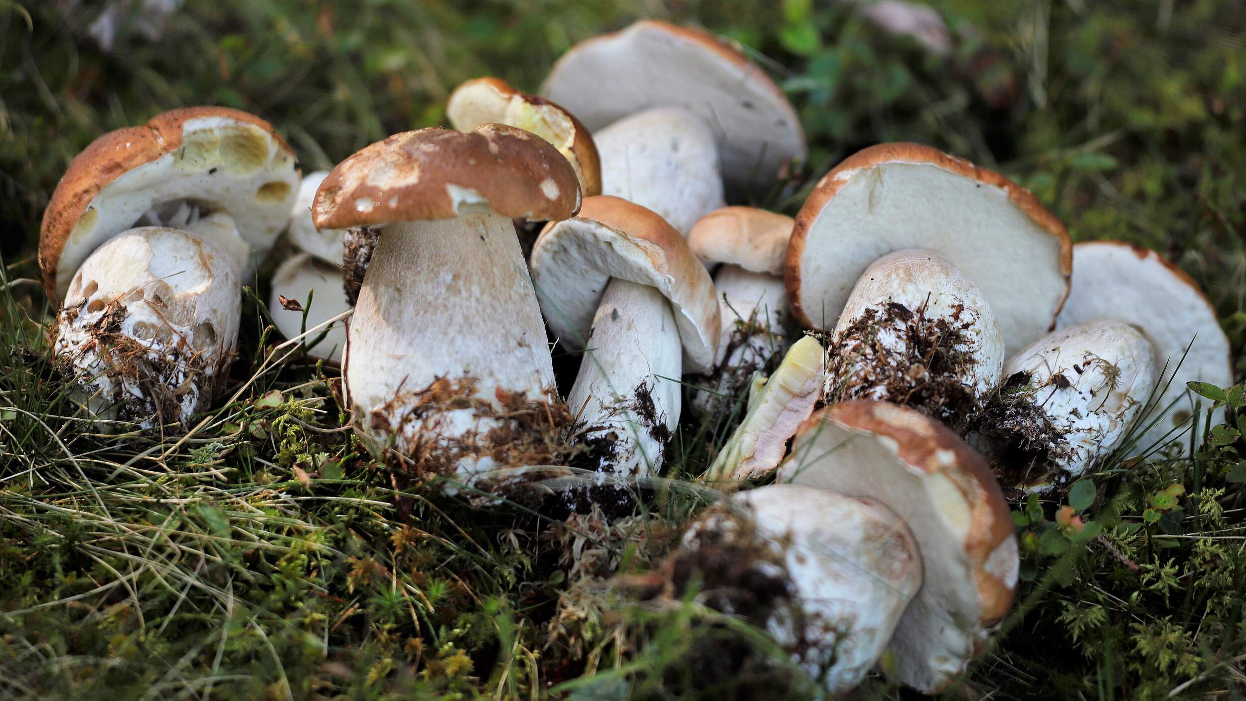 Steinpilze im Wald