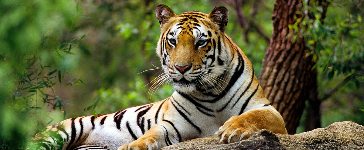 Ein Tiger liegend auf einem Stein © Vivek R. Sinha / WWF