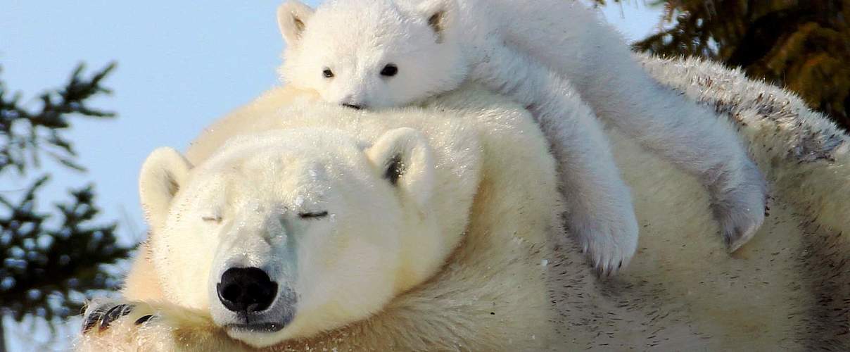 Zwei kuschelnde Eisbären © Julia Martin