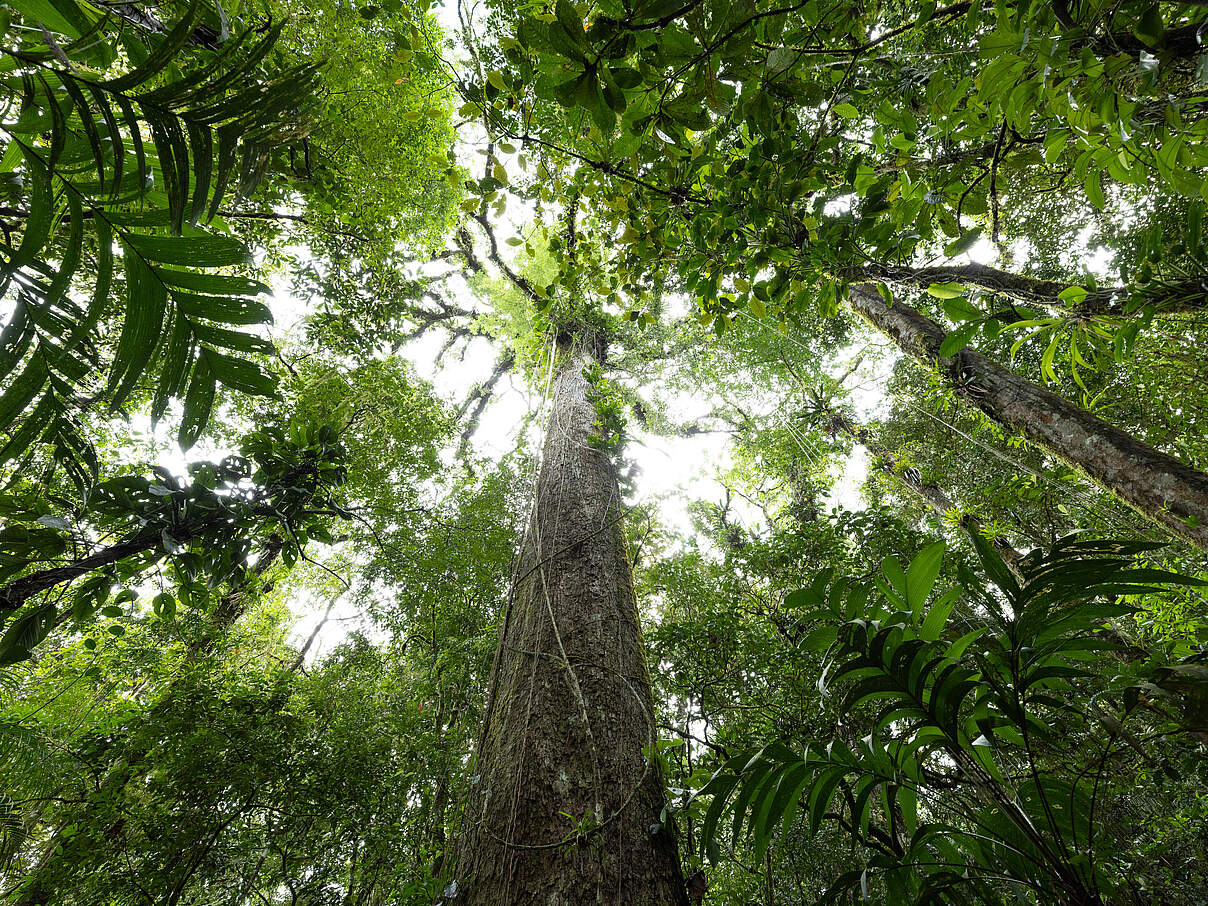 Blätterdach im Regenwald, Brasilien © Jody MacDonald / WWF-US