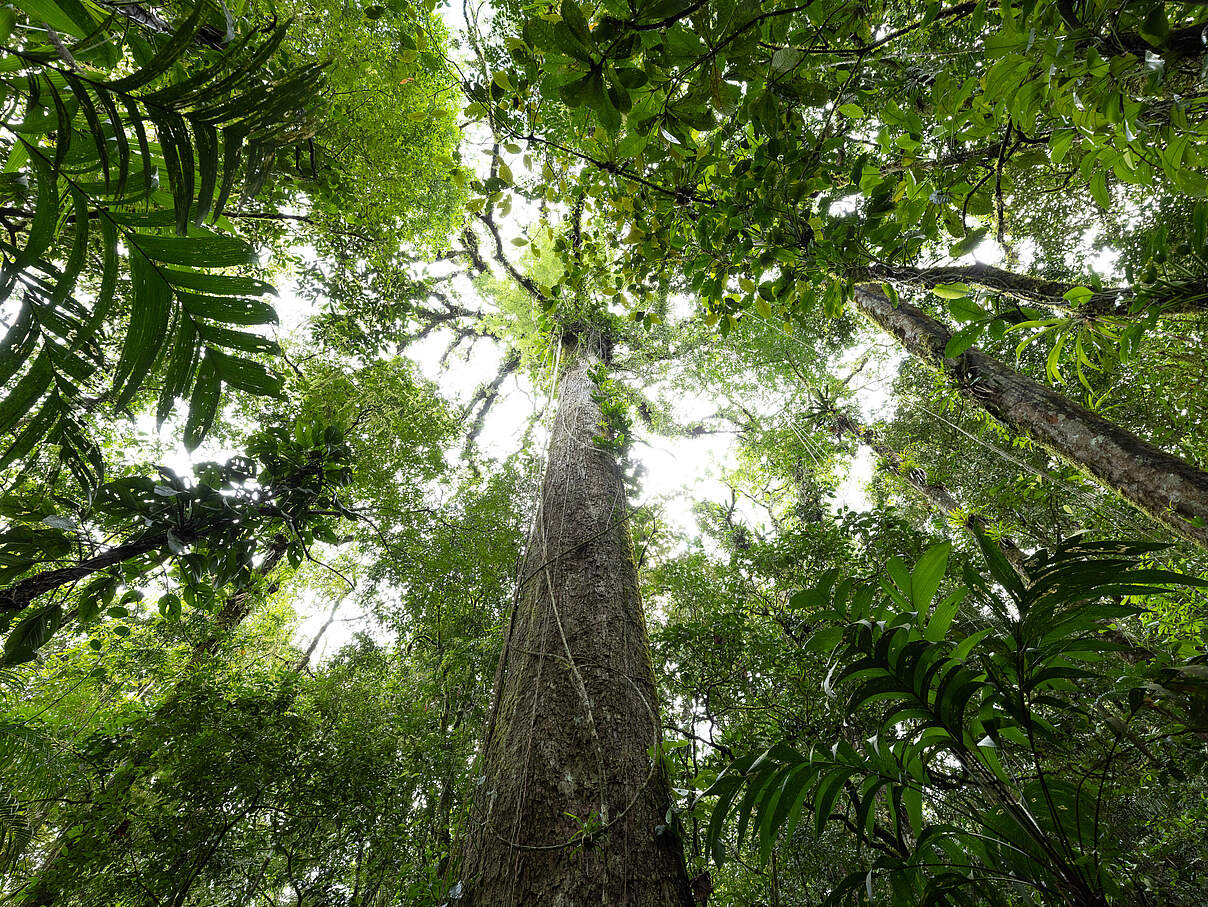 Blätterdach im Regenwald, Brasilien © Jody MacDonald / WWF-US