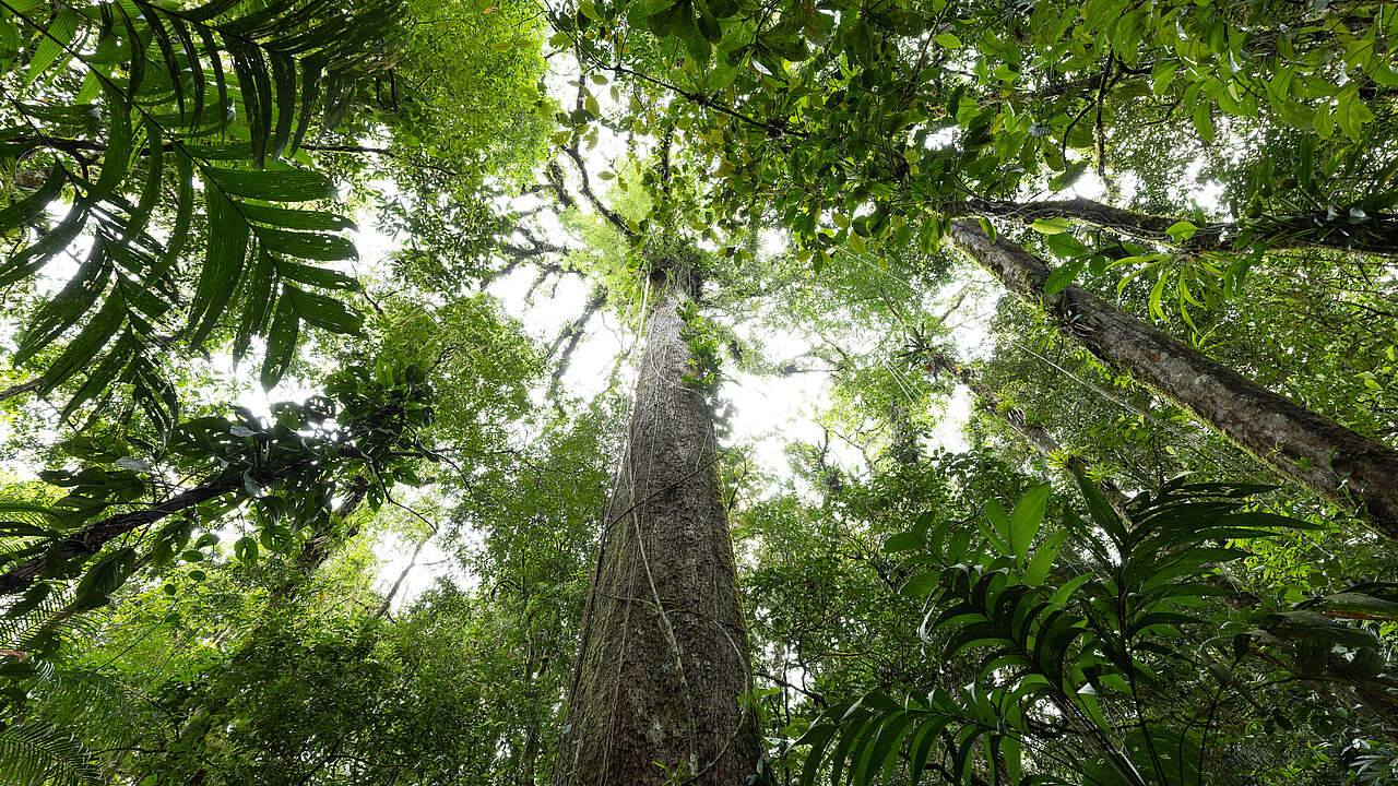 Blätterdach im Regenwald, Brasilien © Jody MacDonald / WWF-US