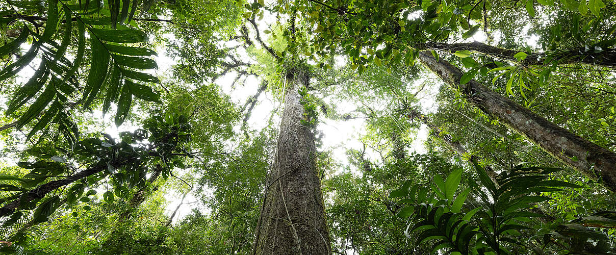 Blätterdach im Regenwald, Brasilien © Jody MacDonald / WWF-US