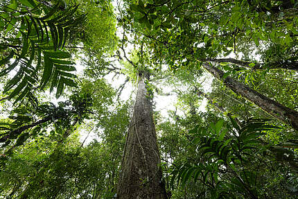 Blätterdach im Regenwald, Brasilien © Jody MacDonald / WWF-US