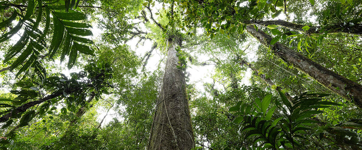Blätterdach im Regenwald, Brasilien © Jody MacDonald / WWF-US