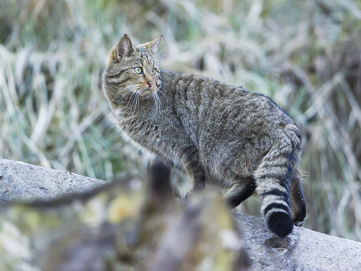 Europäische Wildkatze © Ralph Frank / WWF