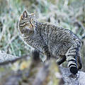 Europäische Wildkatze © Ralph Frank / WWF