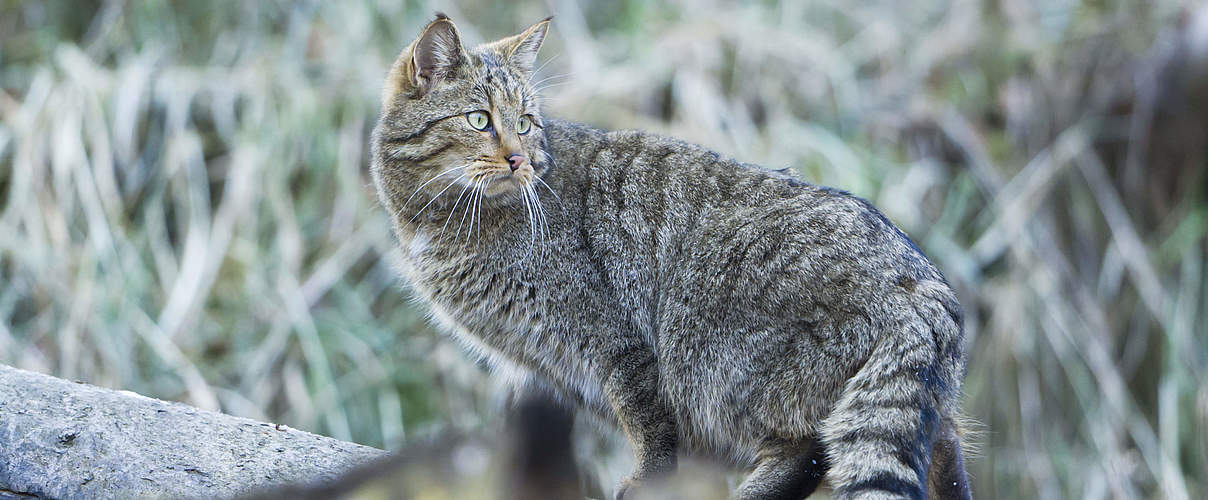 Europäische Wildkatze © Ralph Frank / WWF