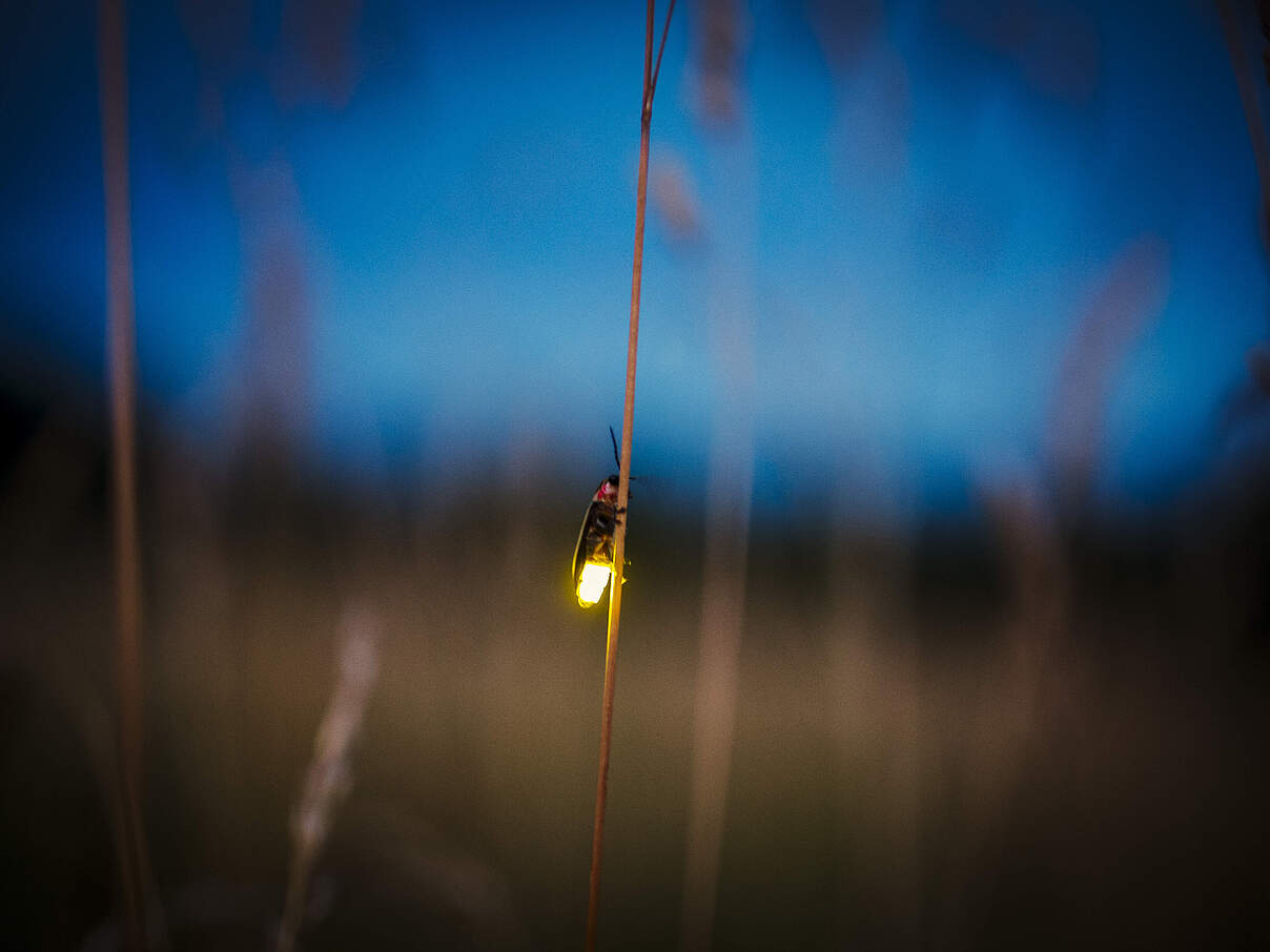 Glühwürmchen leuchtet im Dunkeln