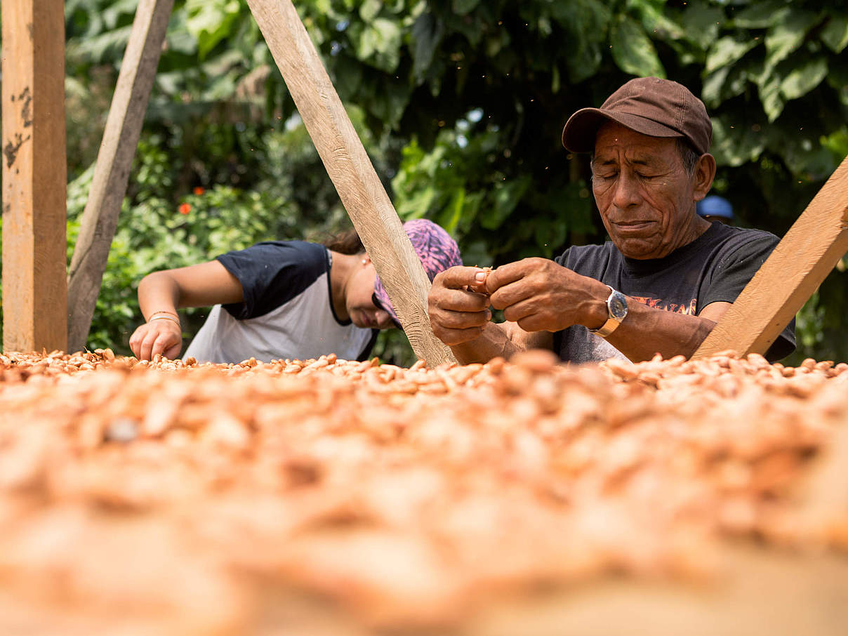 Trocknung der Kakaosamen © Alejandro Janeta / WWF Ecuador