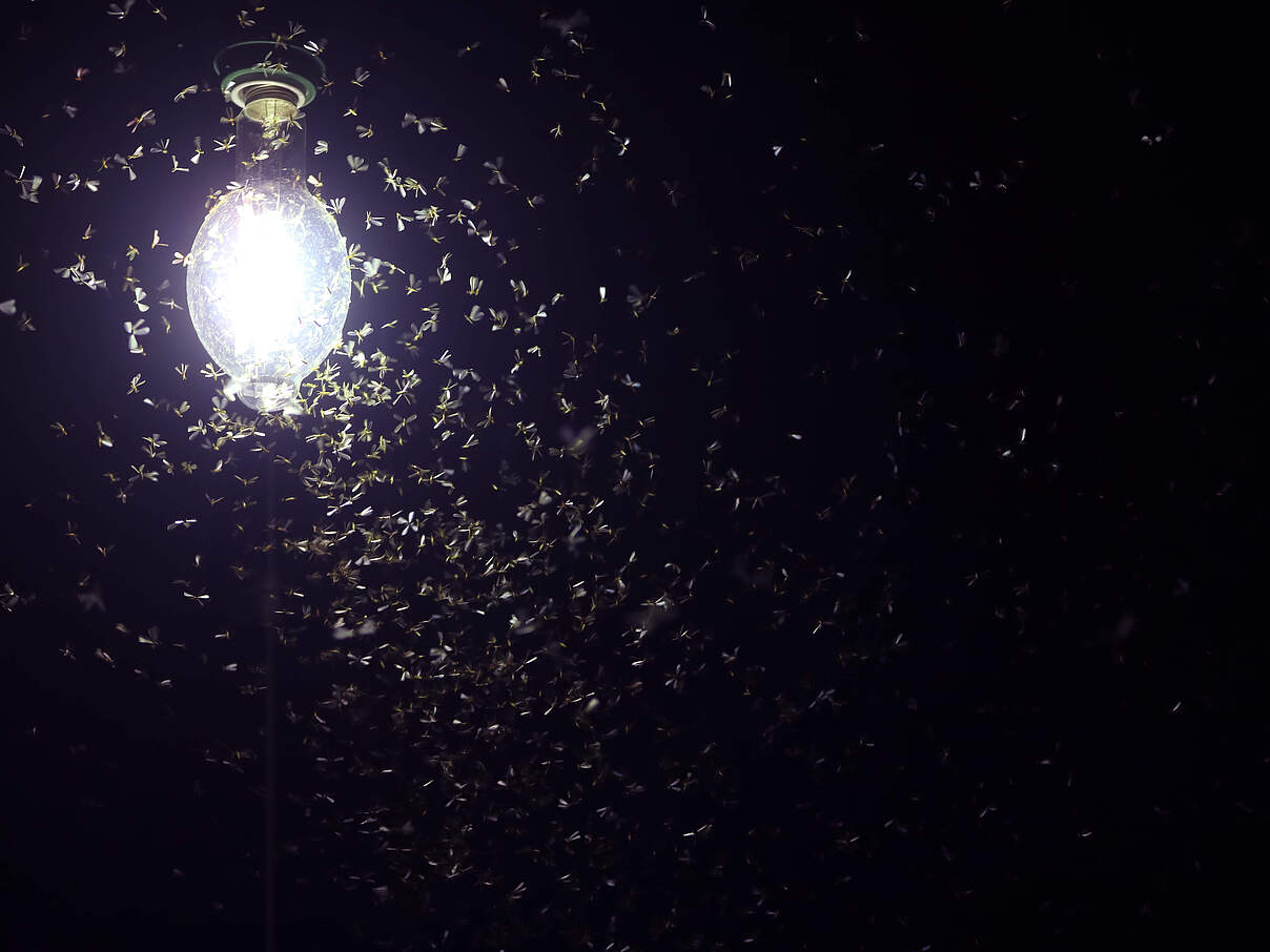 Milliarden Insekten sterben an der Strassenbeleuchtung © NeagoneFo / iStock / Getty Images