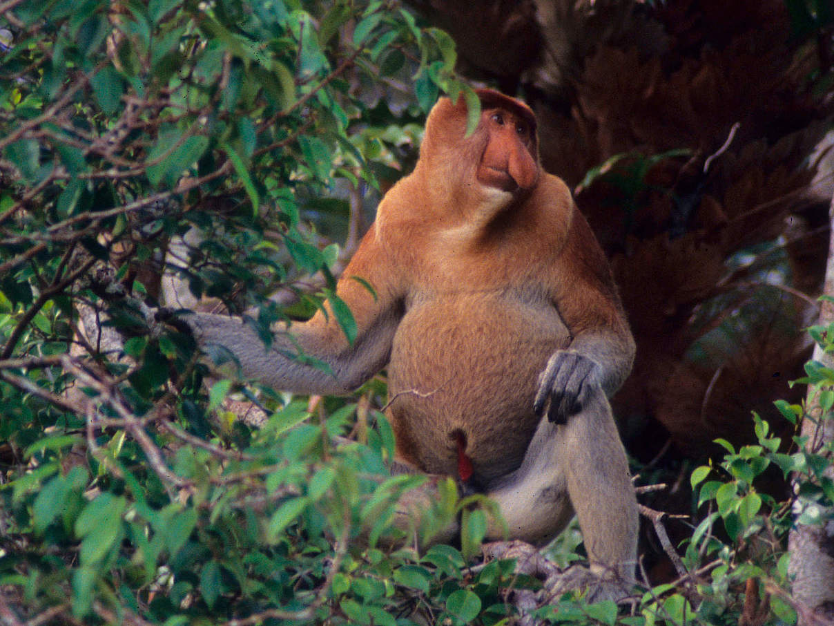 Die auffällige Nase und der große Bauch sind typisch für (männliche) Nasenaffen © Alain Compost / WWF