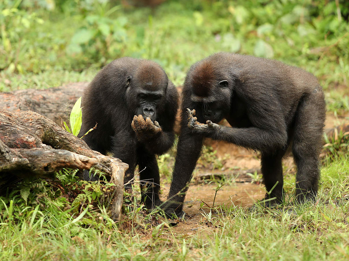 Gorilla-Zwillinge in Dzanga Sangha © Gesa Koch-Weser / WWF