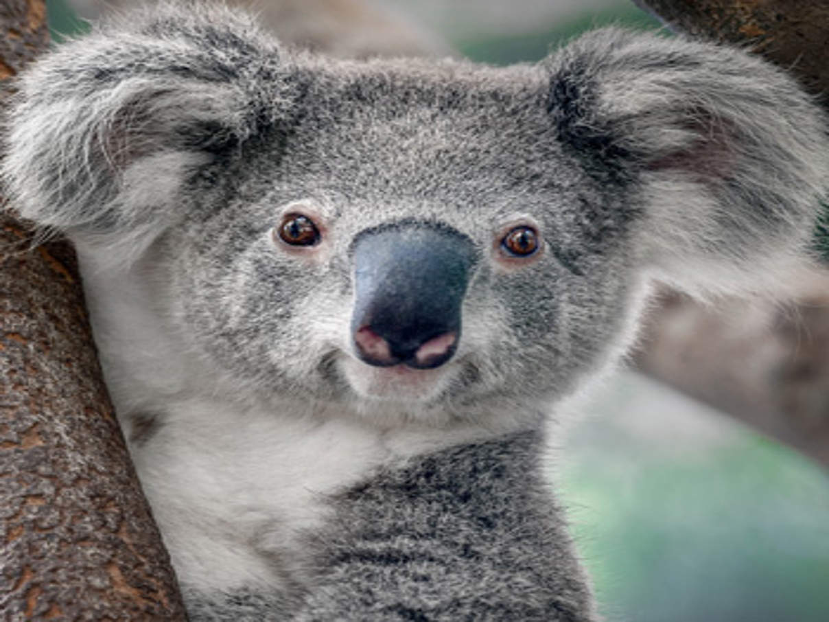 Koala (C) Shutterstock Yatra