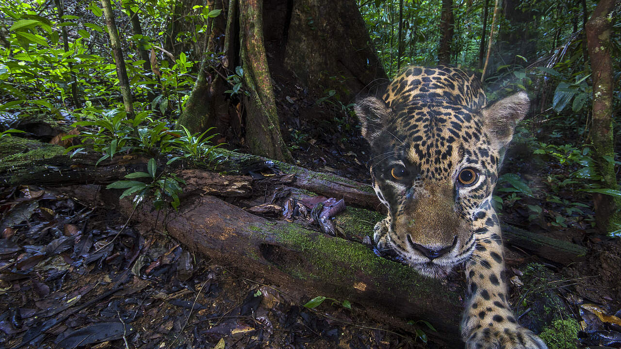 Ein Jaguar in der Kamerafalle © Emmanuel Rondeau / WWF France