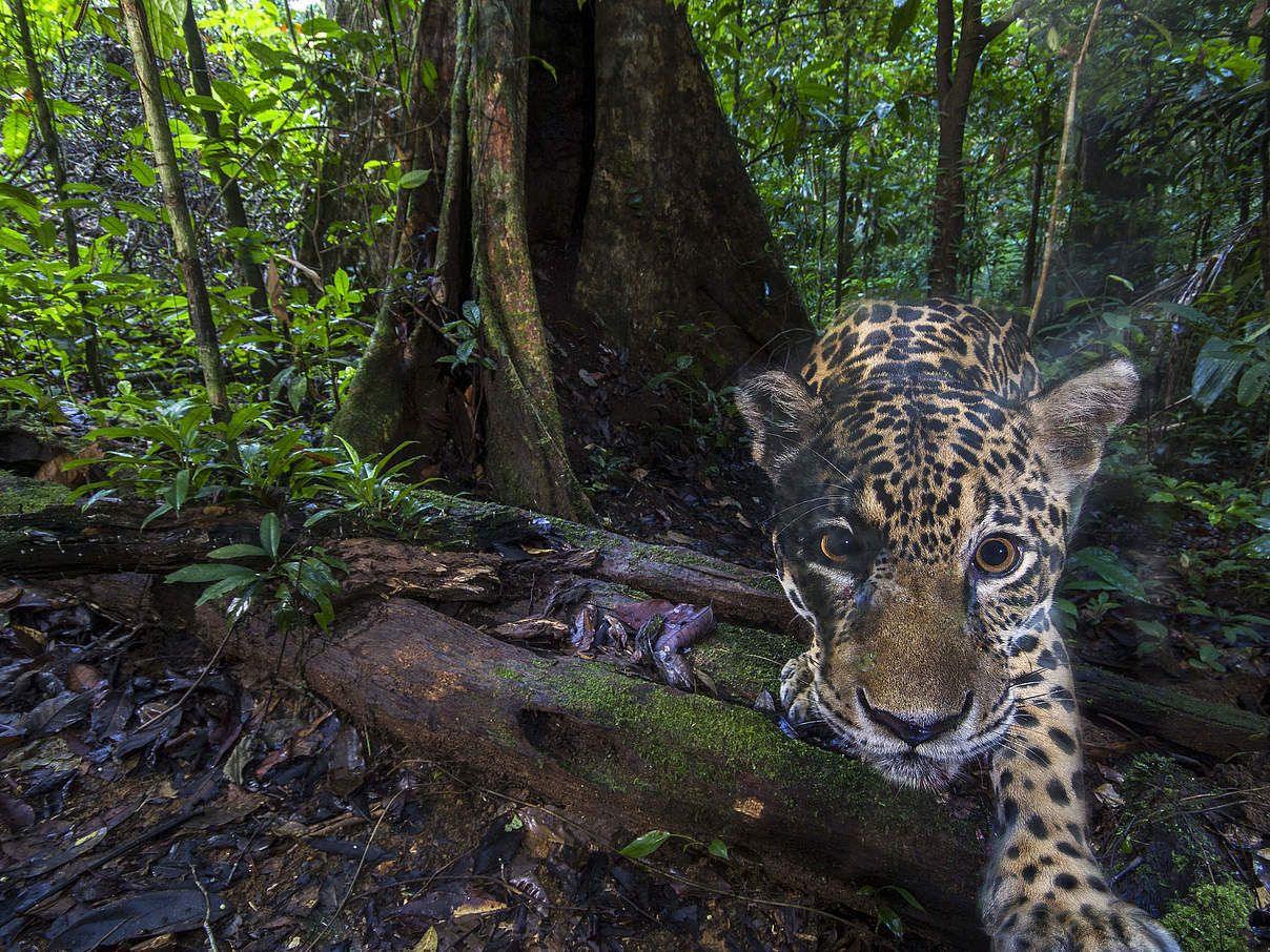 Jaguare im Regenwald sind durch sich ausweitende Landwirtschaft bedroht © Emmanuel Rondeau / WWF France