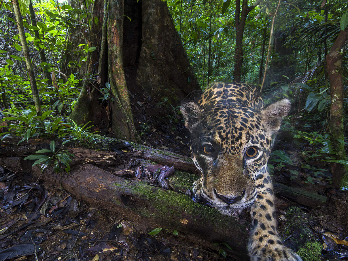 Ein Jaguar in der Kamerafalle © Emmanuel Rondeau / WWF France