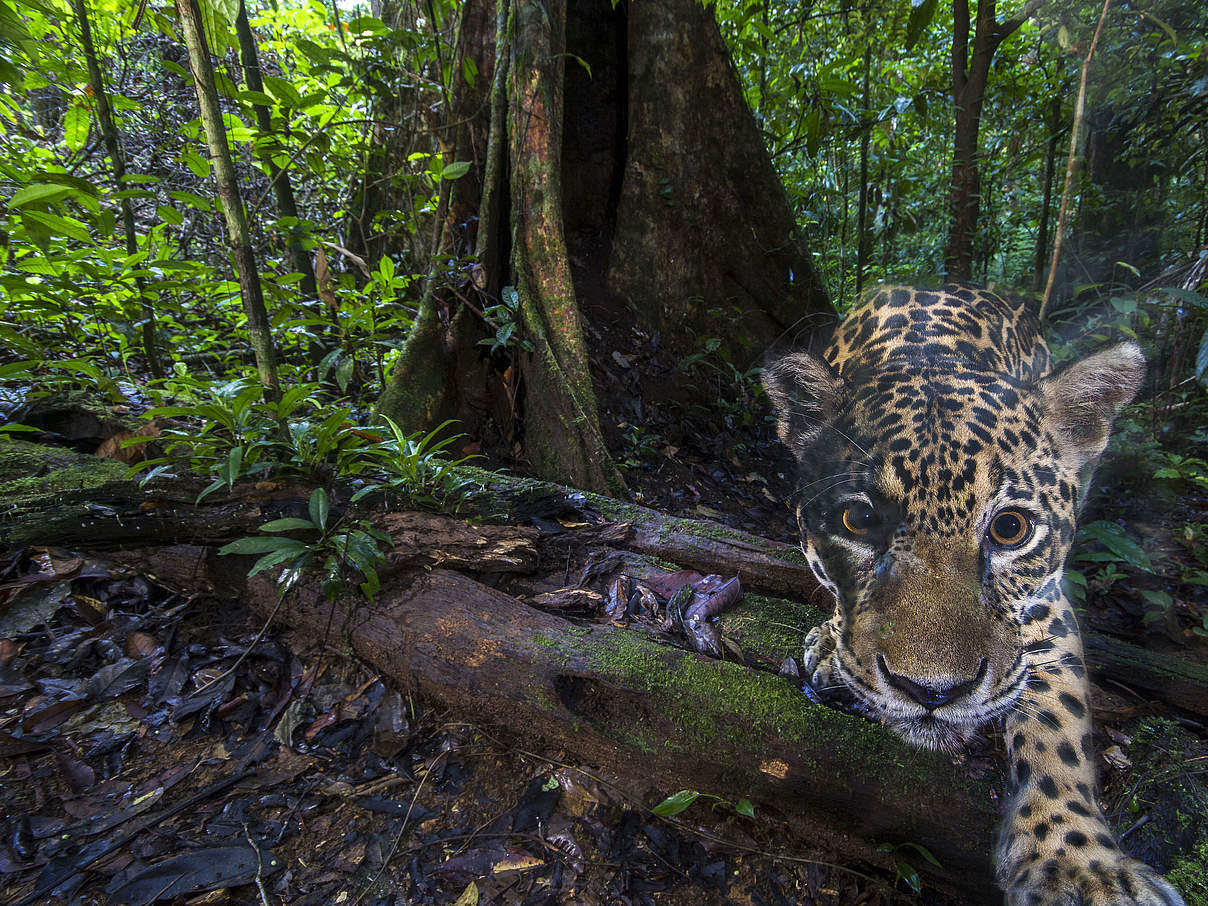 Ein Jaguar in der Kamerafalle © Emmanuel Rondeau / WWF France