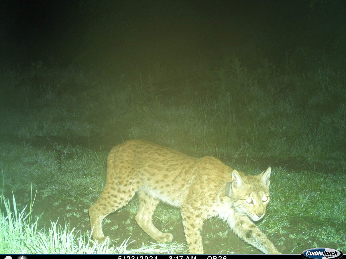Luchsin Frieda und Kuder Viorel wurden am 15.05.2024 in Thüringen ausgewildert, nun wurde Frieda auf einer Kamerafalle gesichtet. © Luchs Thüringen