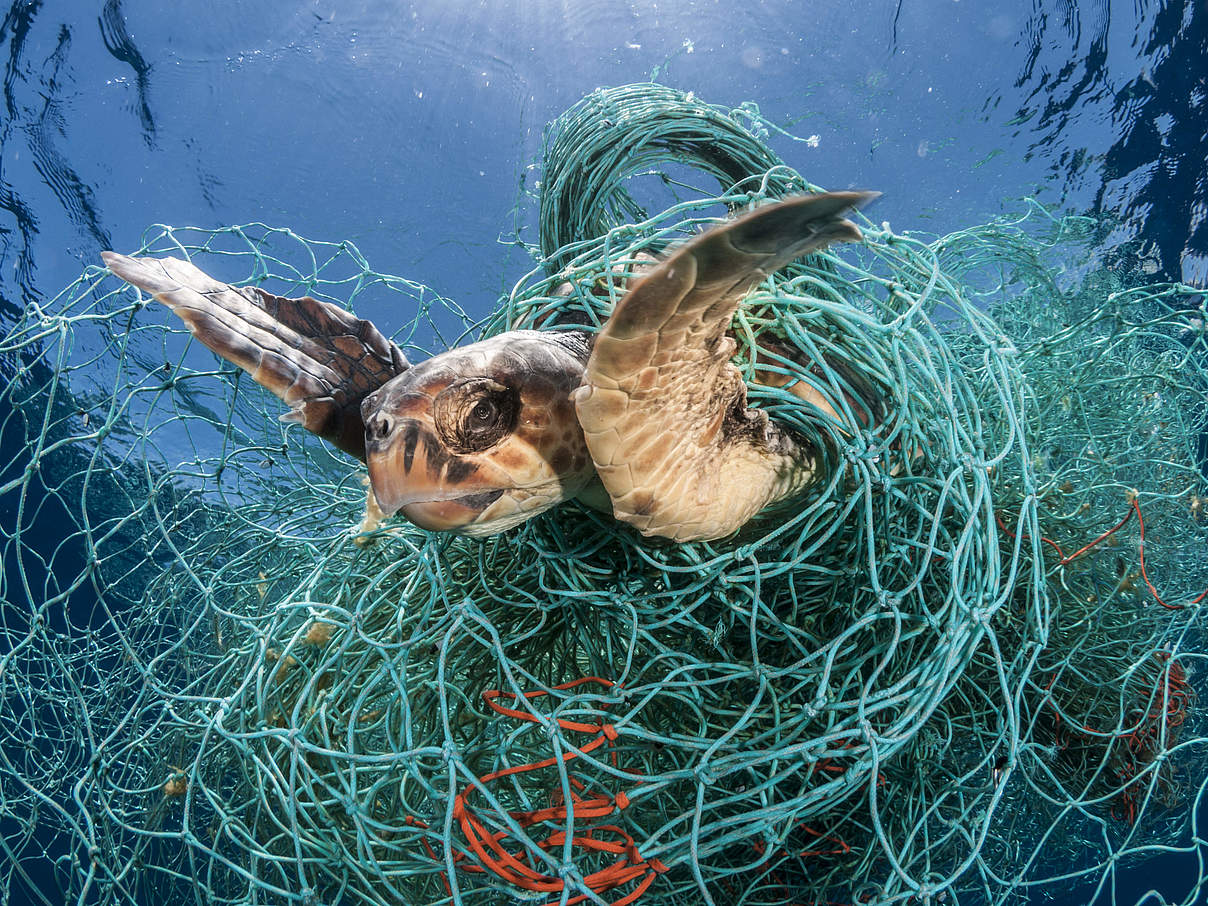 Unechte Karettschildkröte gefangen im Netz © naturepl.com / Jordi Chias / WWF