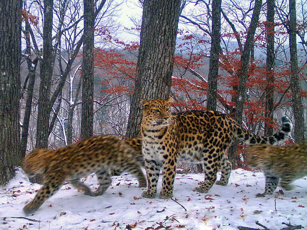 Amur-Leopard mit Jungen im Schnee © WWF