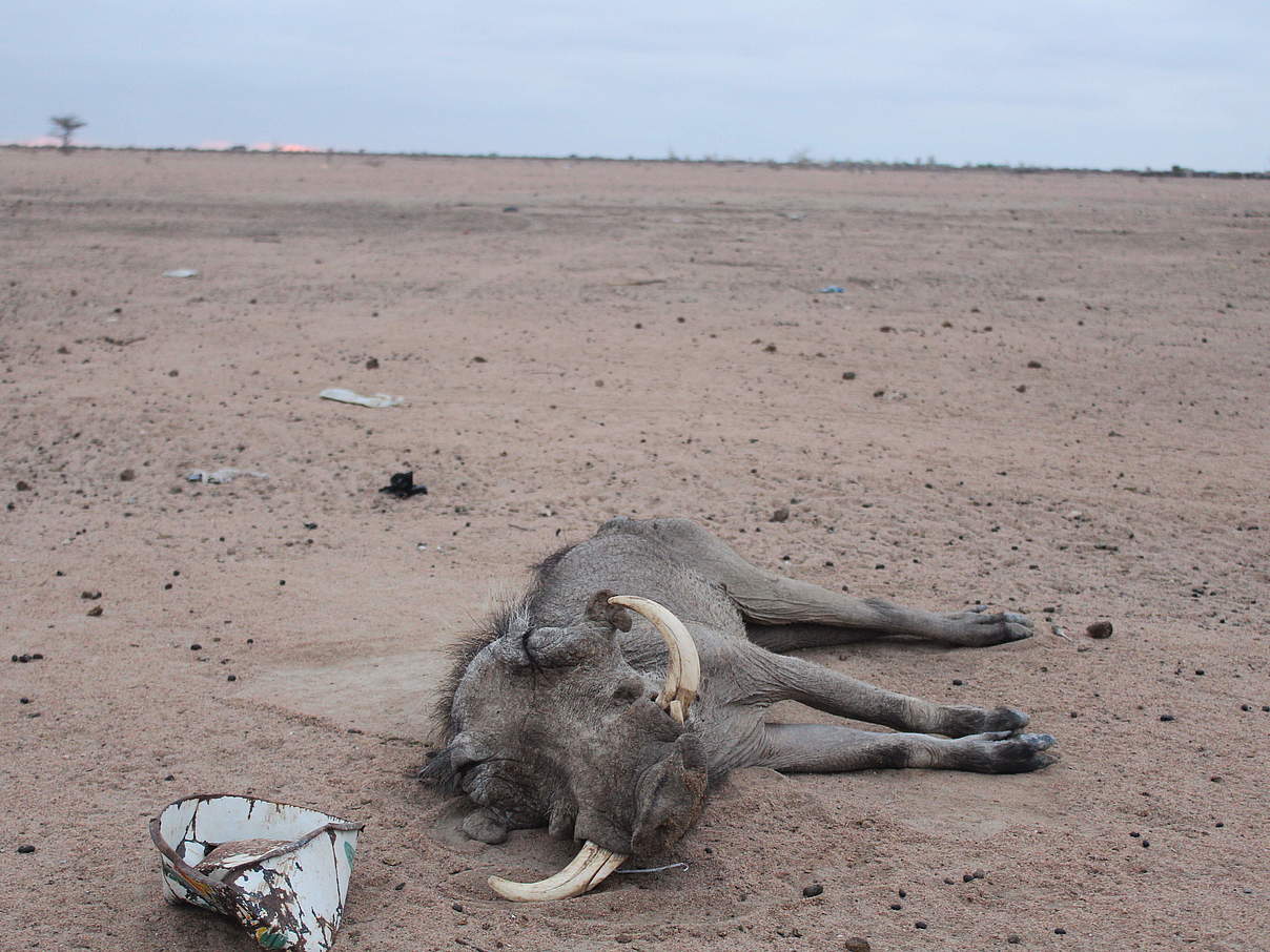Auch dieses Warzenschwein hat die Dürre nicht überlebt © WWF Kenia