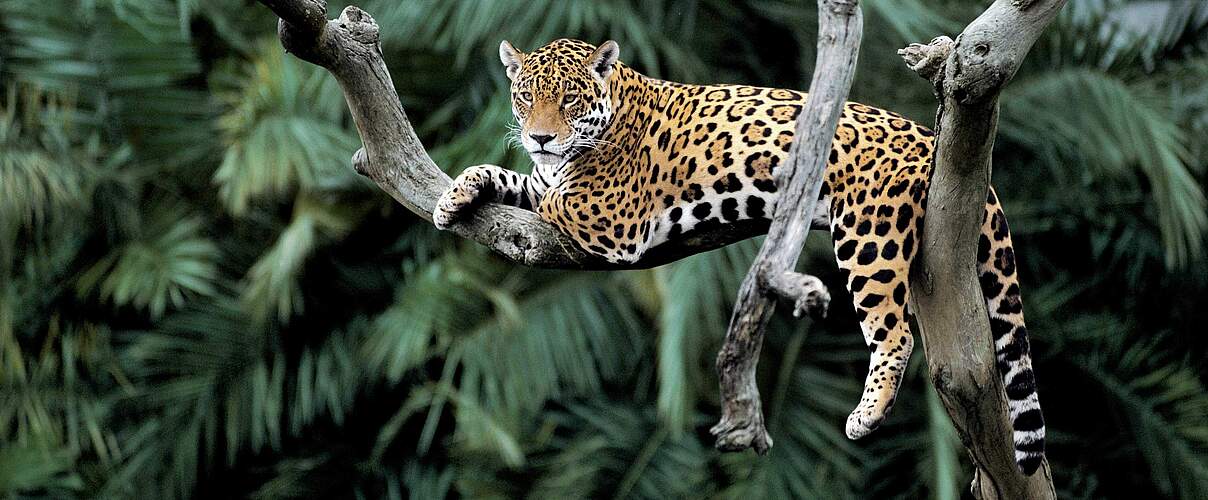 Jaguar auf einem Baum © Y.-J. Rey-Millet / WWF