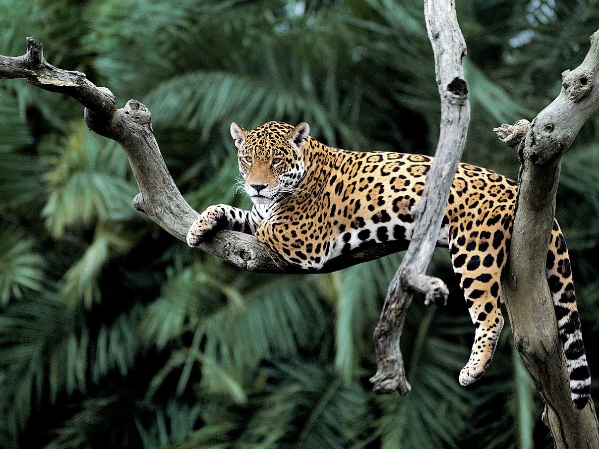 Jaguar auf einem Baum © Y.-J. Rey-Millet / WWF