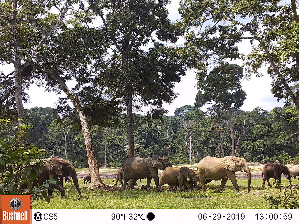 Eine Gruppe von Waldelefanten, aufgenommen von einer Kamerafalle in Dzanga Sangha.