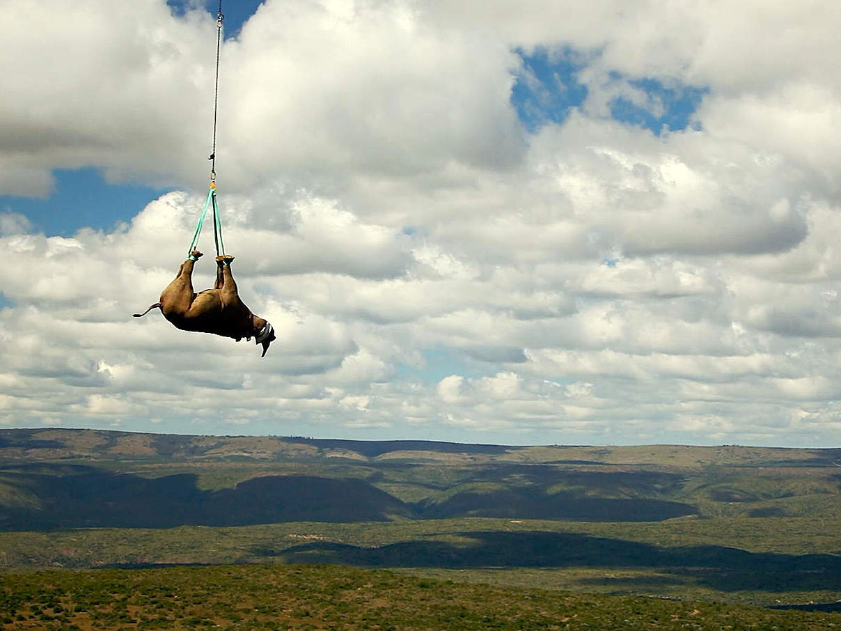 Nashorn wird umgesiedelt © Green Renaissance / WWF