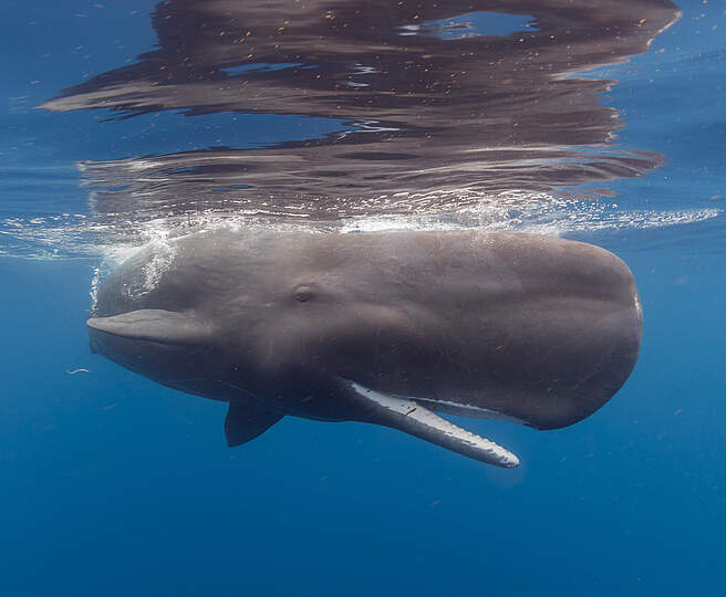 Junger Pottwal © Vincent Kneefel / WWF