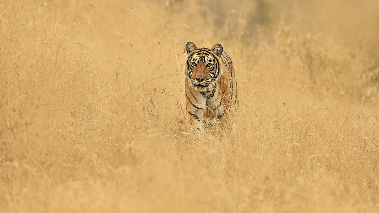 Bengal-Tiger in der indischen Steppe © naturepl.com / Andy Rouse / WWF