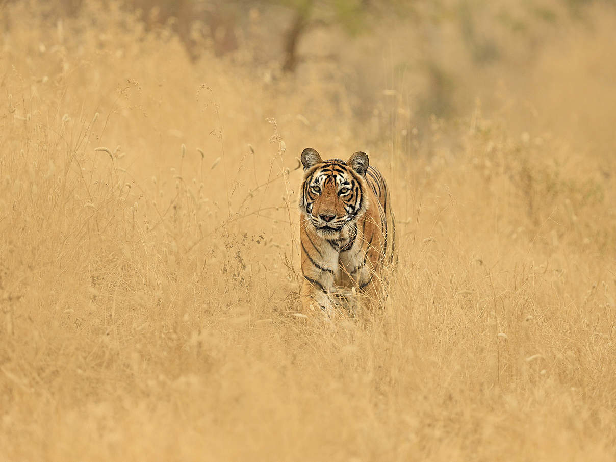 Bengal-Tiger in der indischen Steppe © naturepl.com / Andy Rouse / WWF Bengal-Tiger in der indischen Steppe © naturepl.com / Andy Rouse / WWF