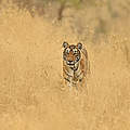 Bengal-Tiger in der indischen Steppe © naturepl.com / Andy Rouse / WWF