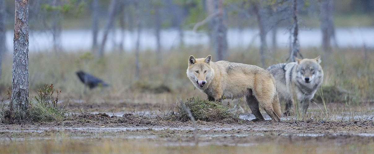 Europäische Wölfe am Flussufer © Wild Wonders of Europe / Widstrand / WWF