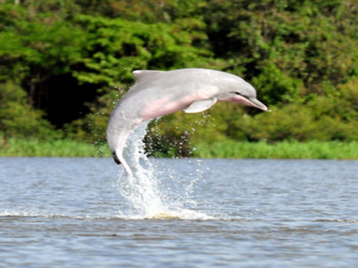 Flussdelfin im Amazonas © Fernando Trujillo / Fundación Omacjha