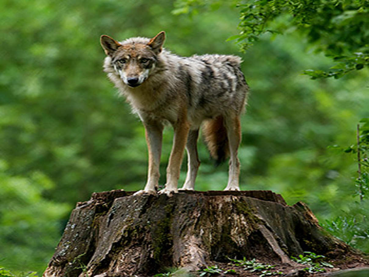 350 Wolf c Ralph Frank WWF