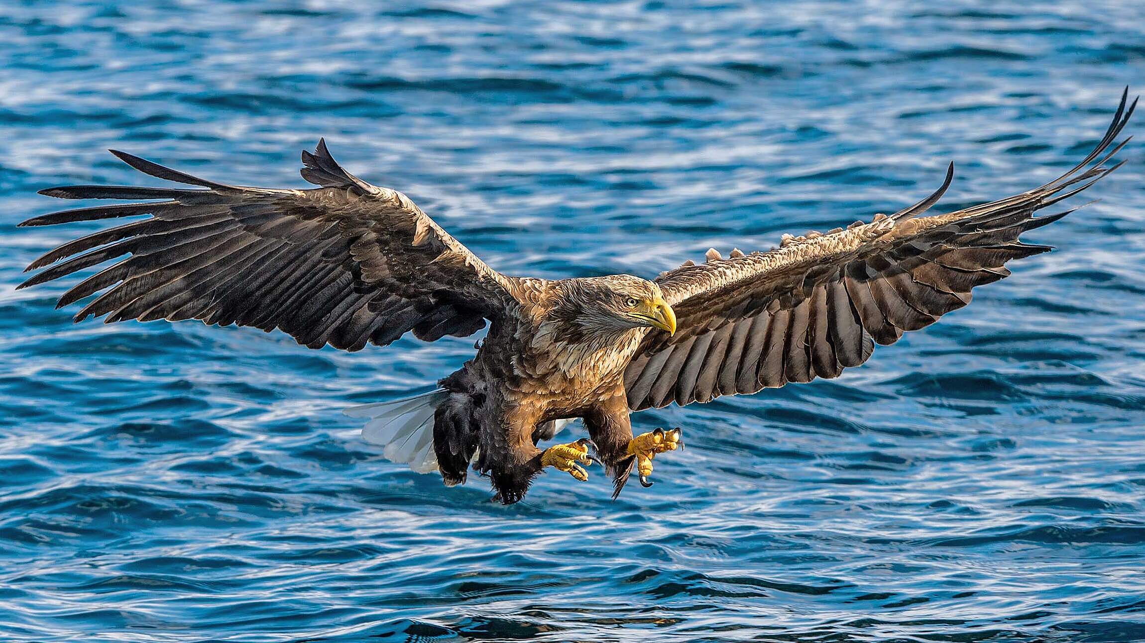 Seeadler