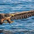 Seeadler