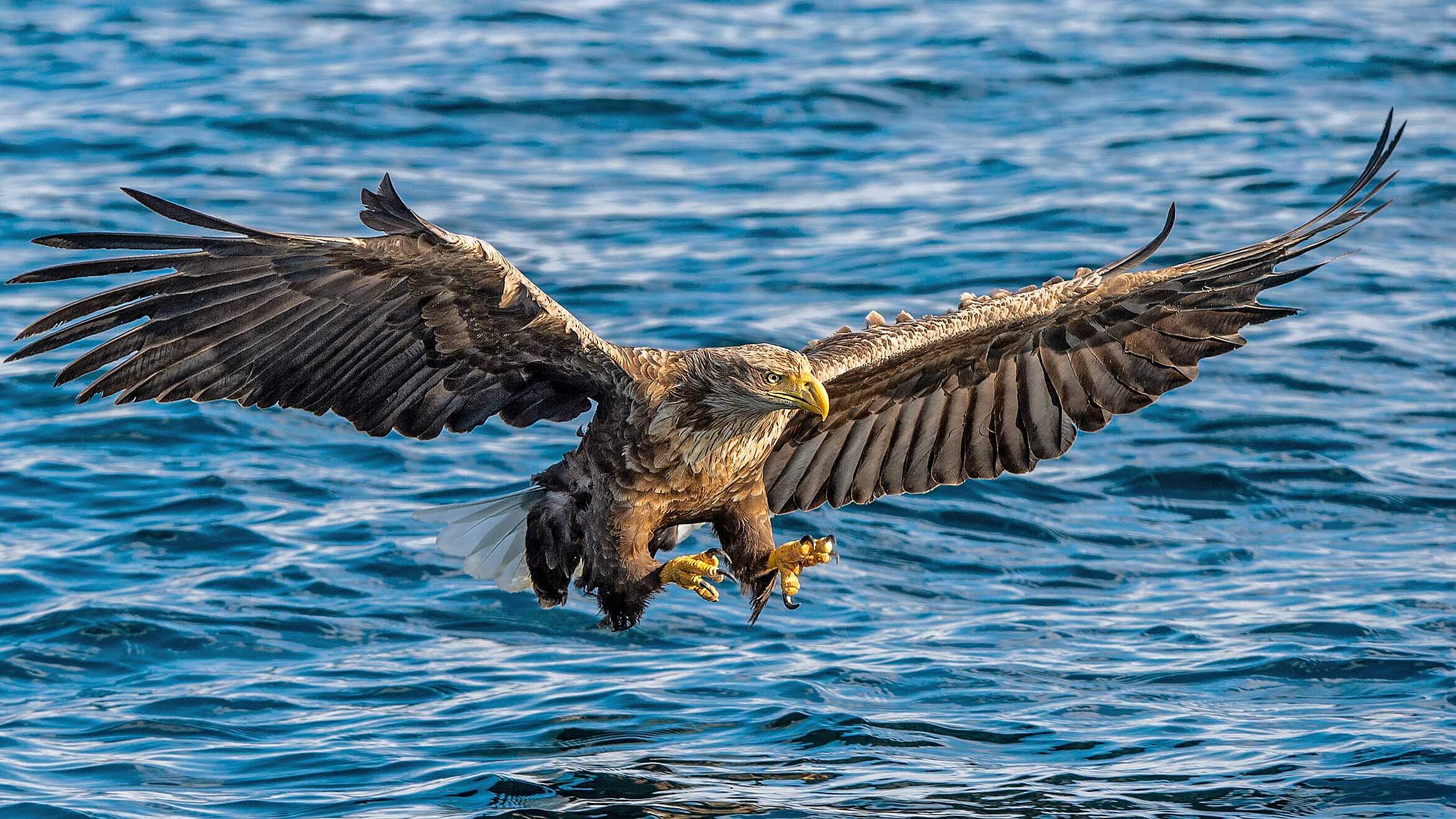 Seeadler