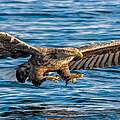 Seeadler