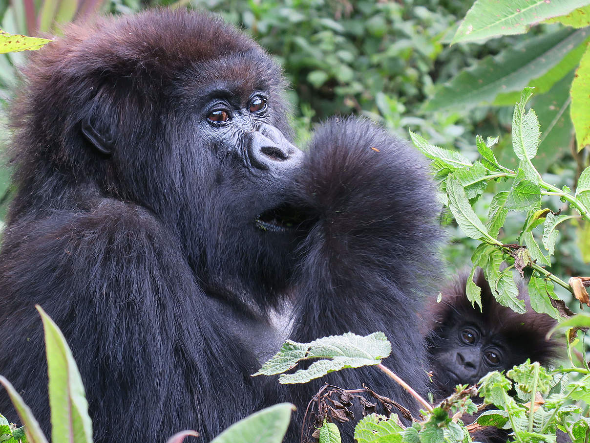 Berggorilla in Virunga © Perry White / WWF-US