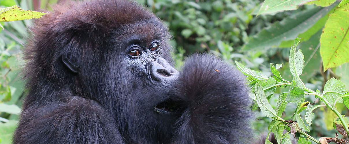 Berggorilla in Virunga © Perry White / WWF-US