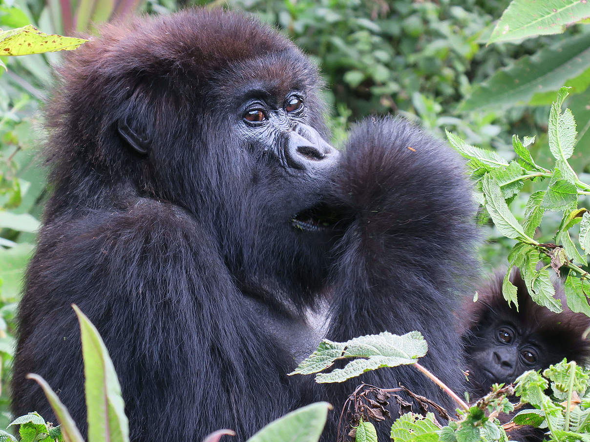 Berggorilla in Virunga © Perry White / WWF-US