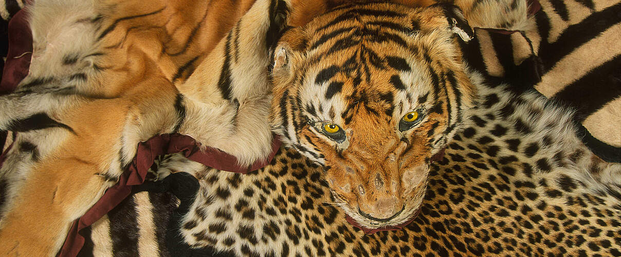 Beschlagnahmtes Tigerfell und andere Felle