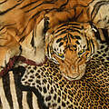 Beschlagnahmtes Tigerfell und andere Felle