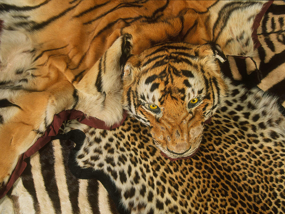 Beschlagnahmtes Tigerfell und andere Felle